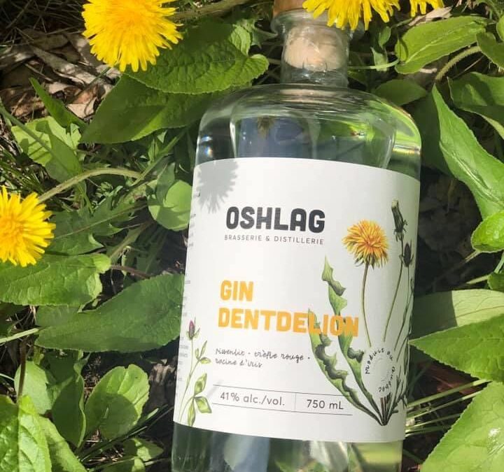 Oshlag Dentdelion / Dandelion